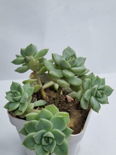 Echeveria Titubans