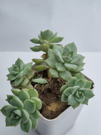 Echeveria Titubans - Зображення 2