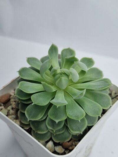 Echeveria Red Hole - Зображення 2