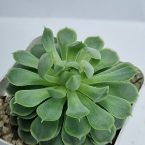 Echeveria Red Hole