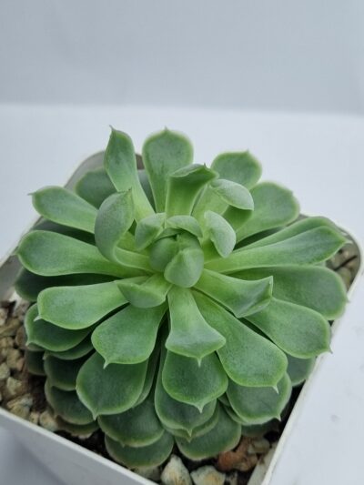 Echeveria Red Hole