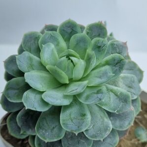 Echeveria Snow Ball