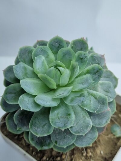 Echeveria Snow Ball