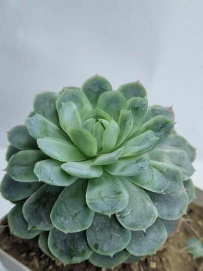 Echeveria Snow Ball - Зображення 2