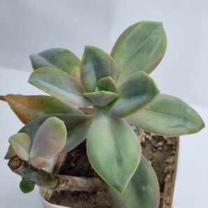 Echeveria Fantasia Carol