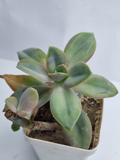 Echeveria Fantasia Carol