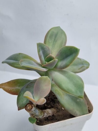 Echeveria Fantasia Carol - Зображення 2
