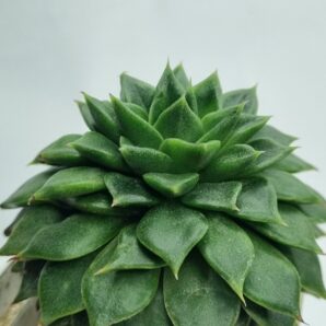 Echeveria Rundelly