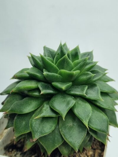 Echeveria Rundelly