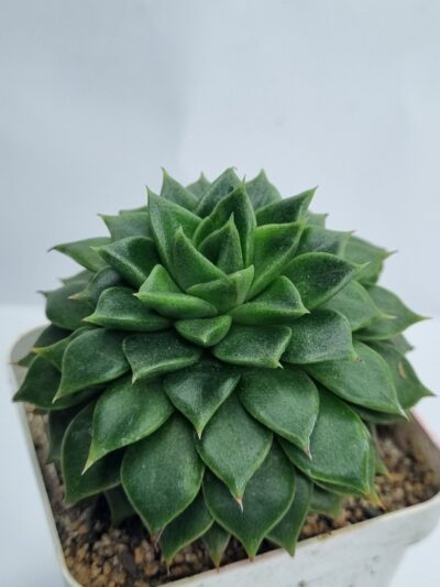 Echeveria Rundelly - Зображення 2