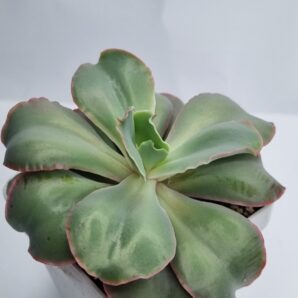 Echeveria Giant Blue