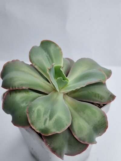 Echeveria Giant Blue