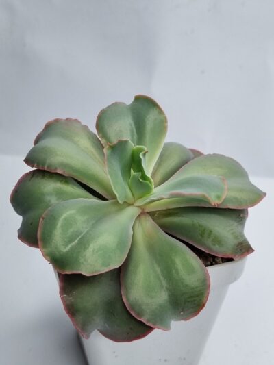 Echeveria Giant Blue - Зображення 2