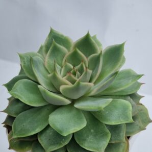 Echeveria Dream rose