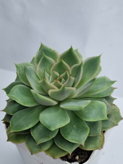 Echeveria Dream rose