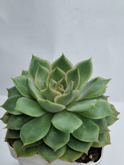 Echeveria Dream rose - Зображення 2