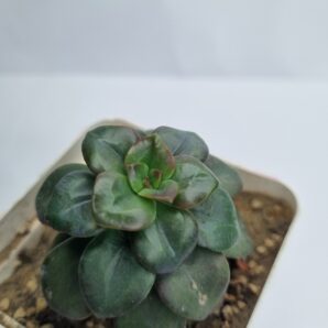 Echeveria Chroma