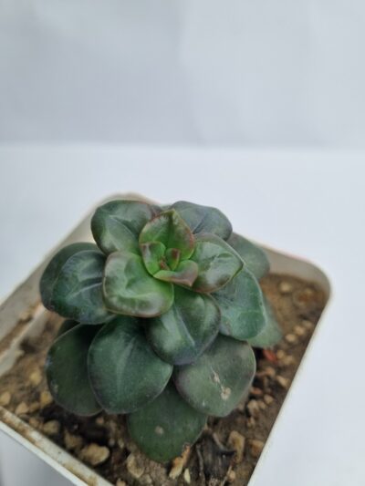 Echeveria Chroma