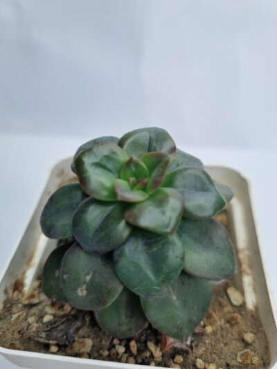 Echeveria Chroma - Зображення 2