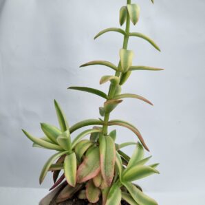 Crassula Campfire var