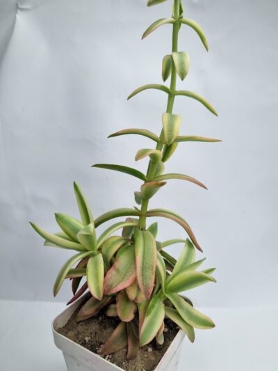 Crassula Campfire var