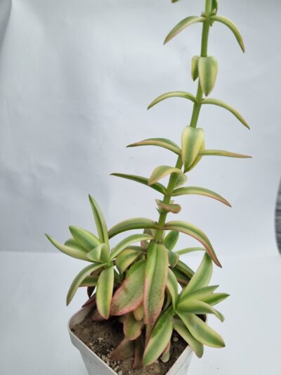 Crassula Campfire var - Зображення 2