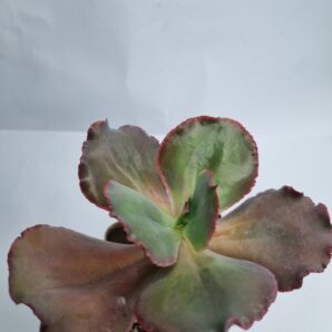 Echeveria Hibridarulosa con Caranculas