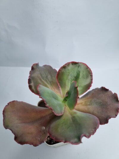 Echeveria Hibridarulosa con Caranculas