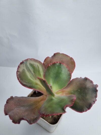 Echeveria Hibridarulosa con Caranculas - Зображення 3