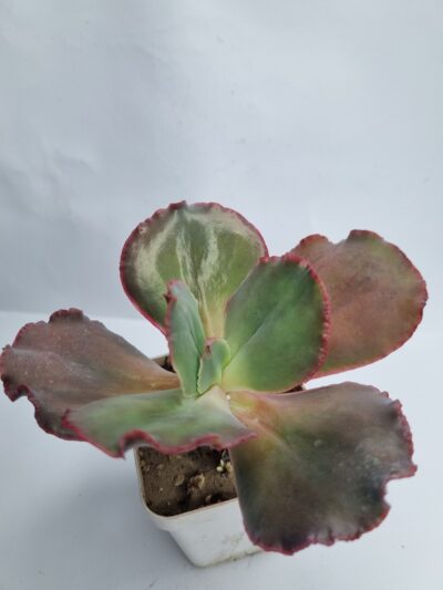 Echeveria Hibridarulosa con Caranculas - Зображення 2