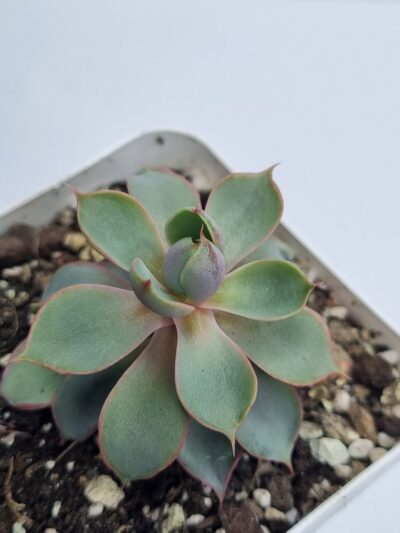 Echeveria Hera - Зображення 2