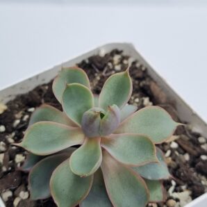 Echeveria Hera