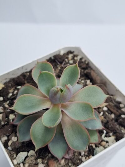Echeveria Hera