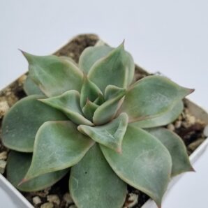 Echeveria Madiba