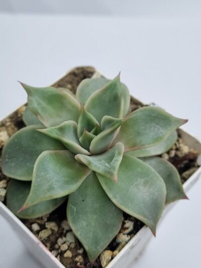 Echeveria Madiba