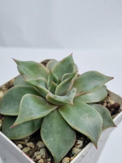 Echeveria Madiba - Зображення 2