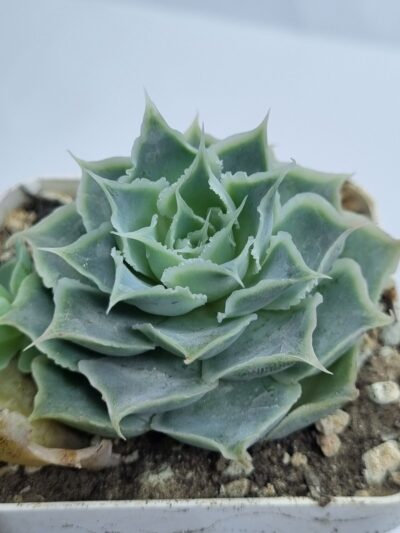 Echeveria Laguna Sanchez - Зображення 2