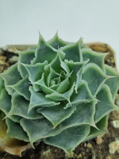 Echeveria Laguna Sanchez