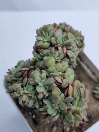 Echeveria Briar Rose cristata