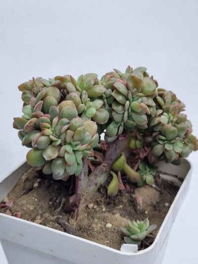 Echeveria Briar Rose cristata - Зображення 3