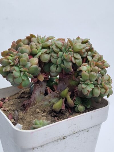 Echeveria Briar Rose cristata - Зображення 2