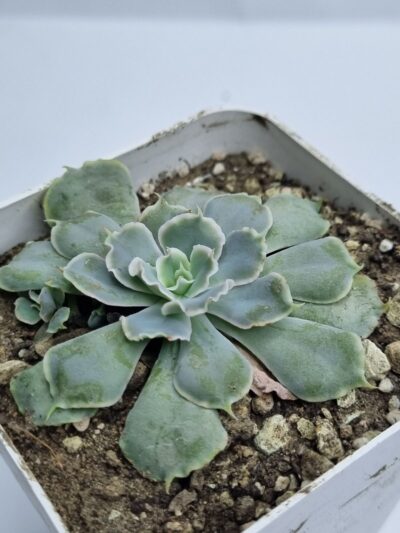 Echeveria Schaviana Mexican Hens - Зображення 2