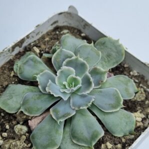 Echeveria Schaviana Mexican Hens