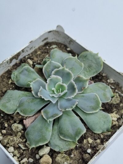 Echeveria Schaviana Mexican Hens