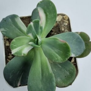 Echeveria Berserk variegata