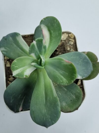 Echeveria Berserk variegata