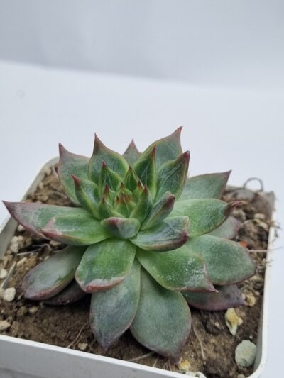 Echeveria Katazonosa - Зображення 2