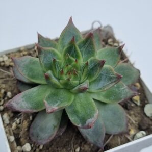 Echeveria Katazonosa