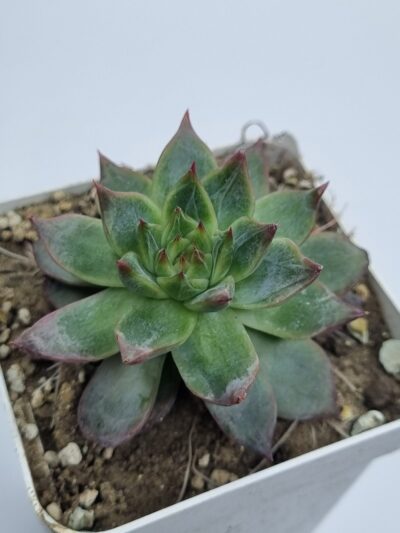 Echeveria Katazonosa