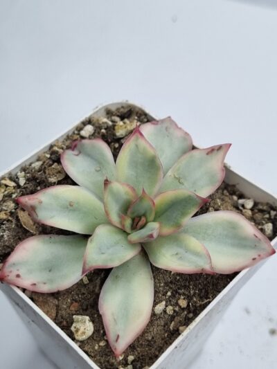 Echeveria Moon Goddes var - Зображення 2